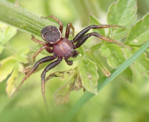 Réf. 295 362 : Xysticus bifasciatus
